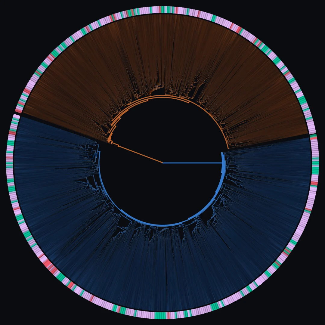 Circular lineage tree of one E13.5 mouse embryo: the zygote at the centre, branches
        running outward through developmental time, and a rim coloured by tissue group.